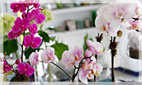 Orchid Plant Arrangements