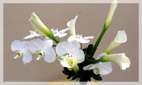 White & Green Flower Arrangements